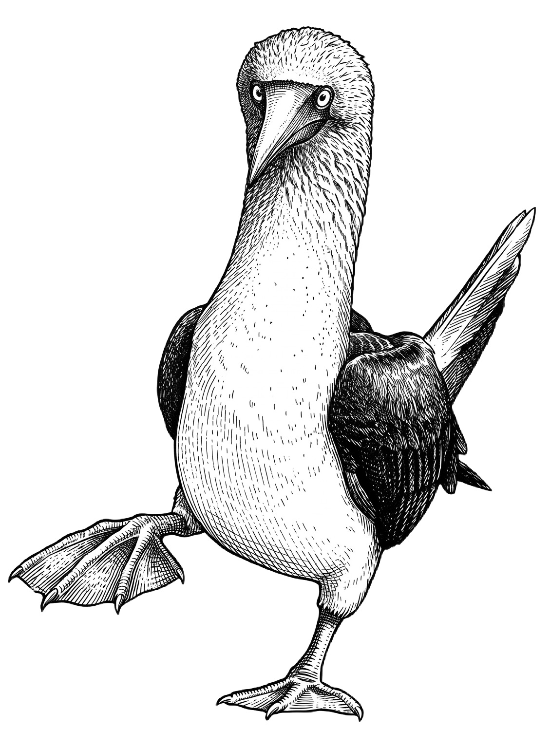 Intro - IGRA
